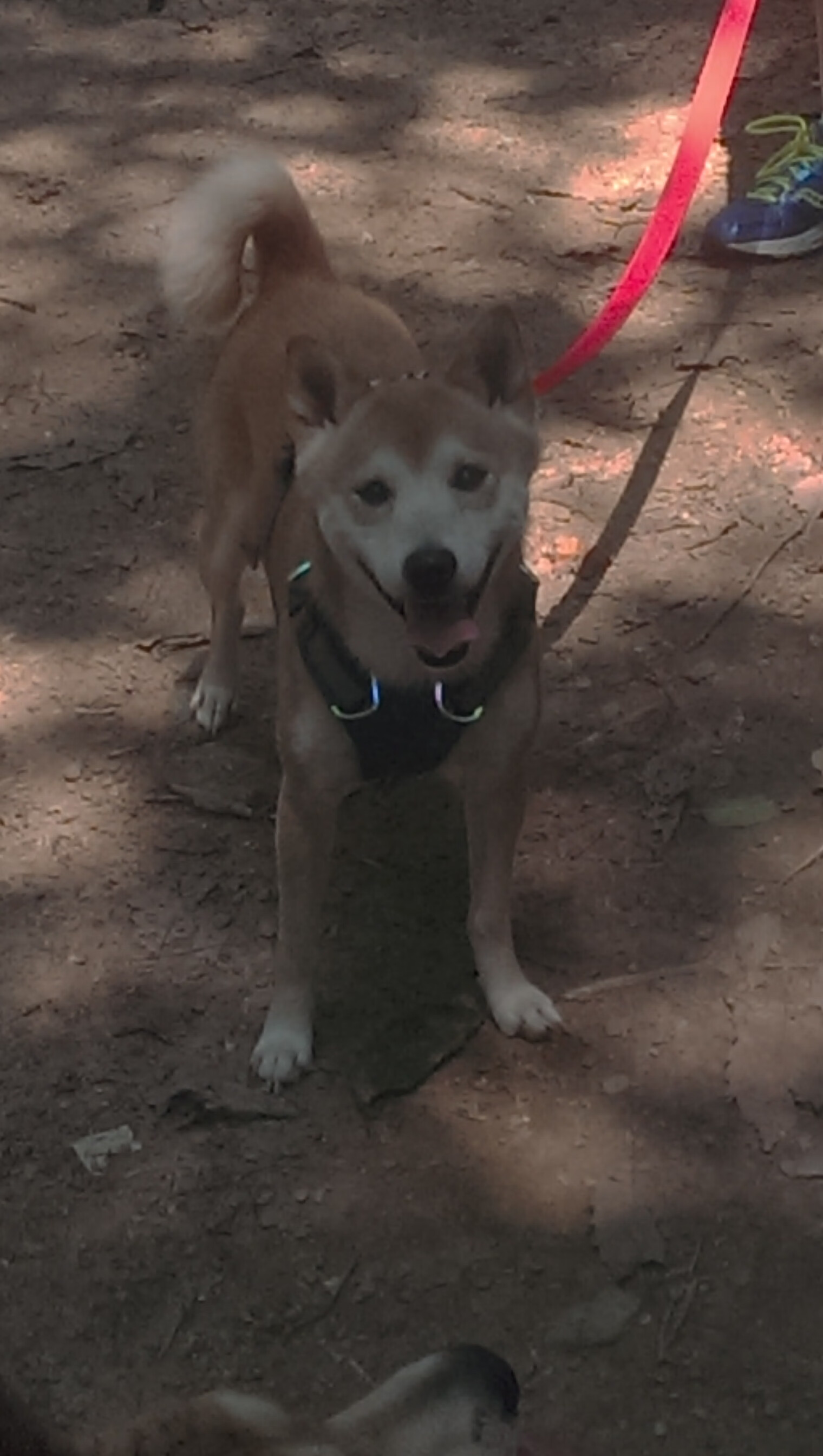 _骑士新秀持续发光,球队未来光明_,骑士今年的新秀是谁