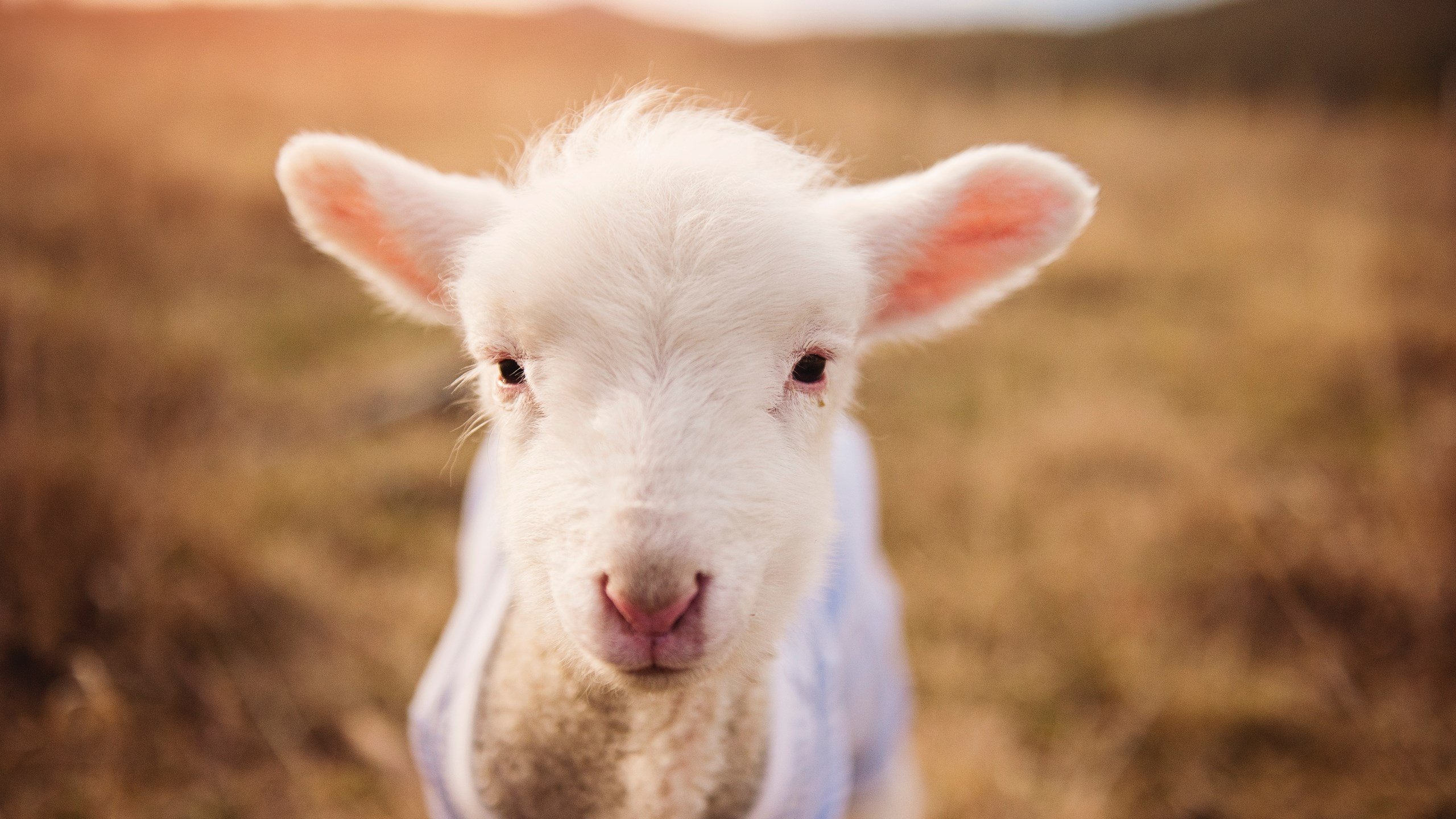 九游sports-“经典战役回顾：疫情后最激烈、最感人的比赛瞬间”，2020战疫感人一幕