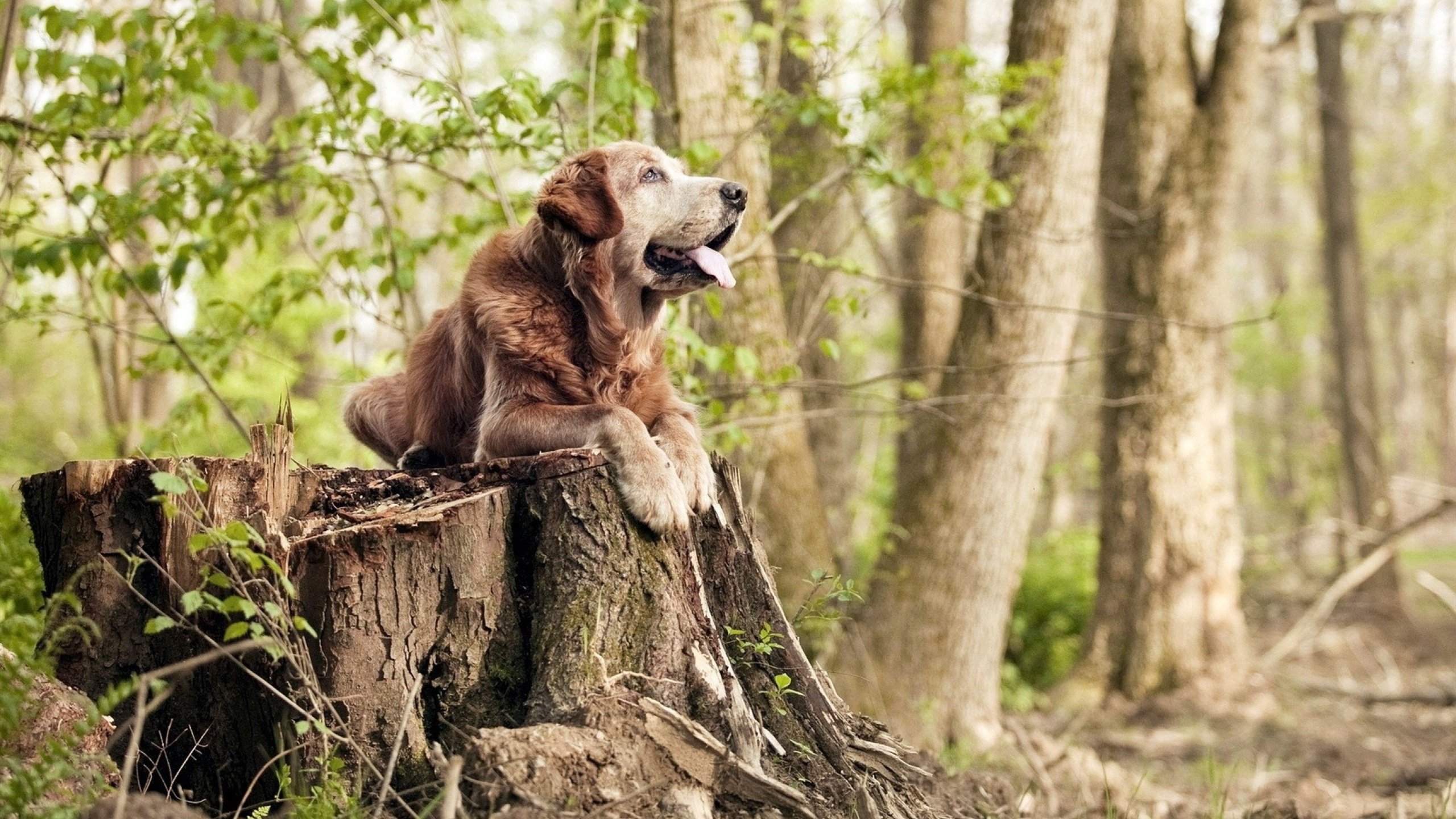 中国篮球职业联赛新媒体渠道获突破性增长,中国的职业篮球联赛