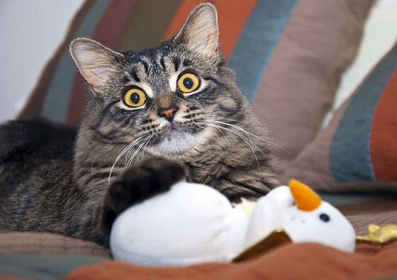 九游用户空间-关键先生！保罗绝杀带来终极战役，保罗出战