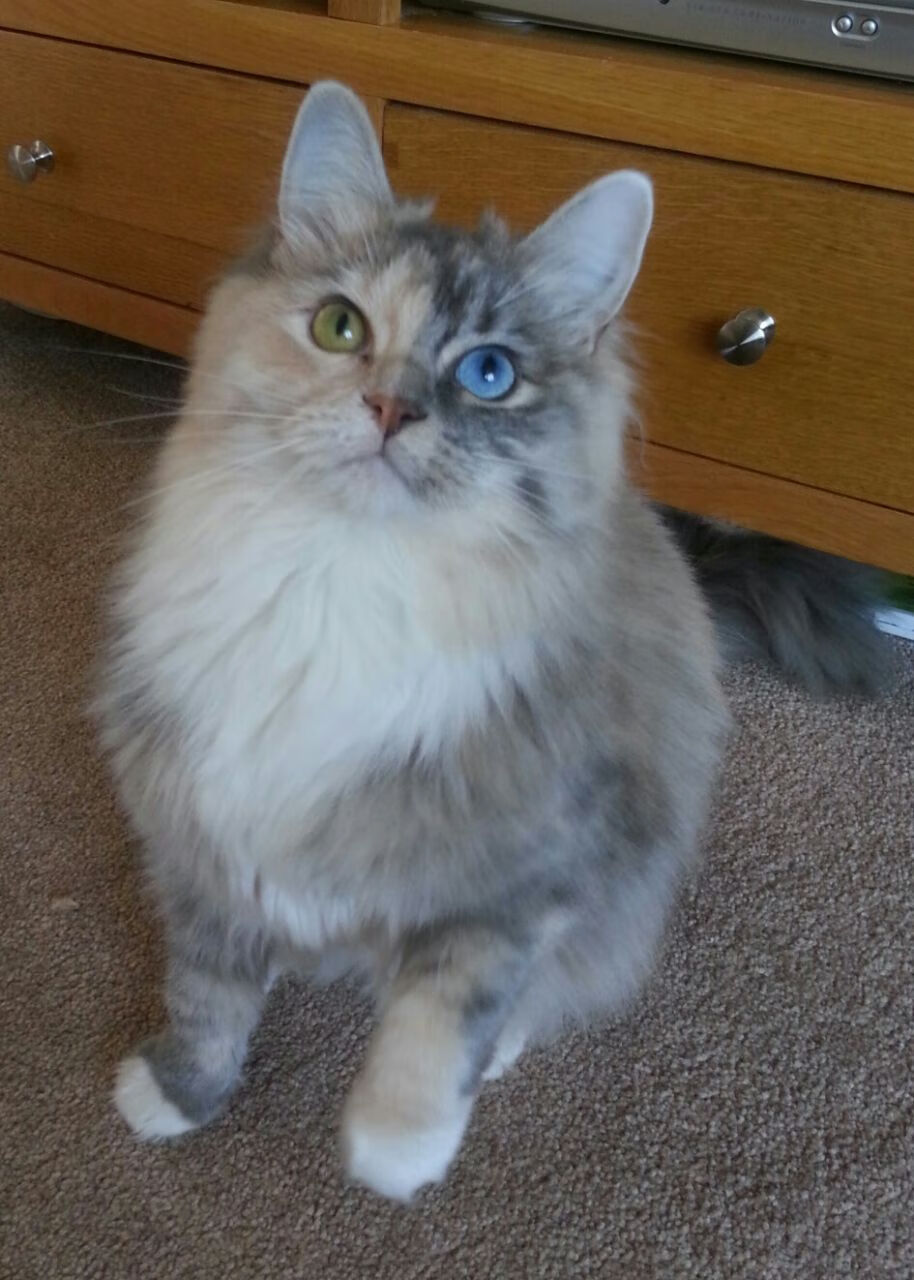 九游游戏中心官网-切尔西青训系统再次出精彩球员，切尔西青训井喷