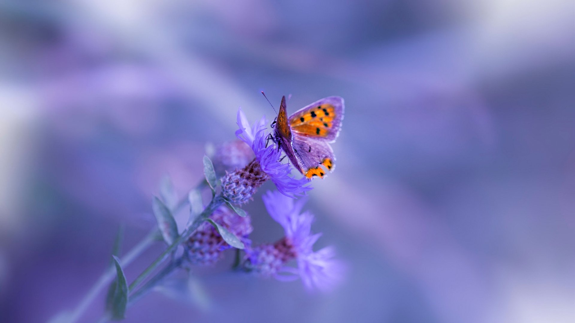 -绝杀“金童”再度登场：球队救世主的最后一击，金童小说绝剑惊艳在线