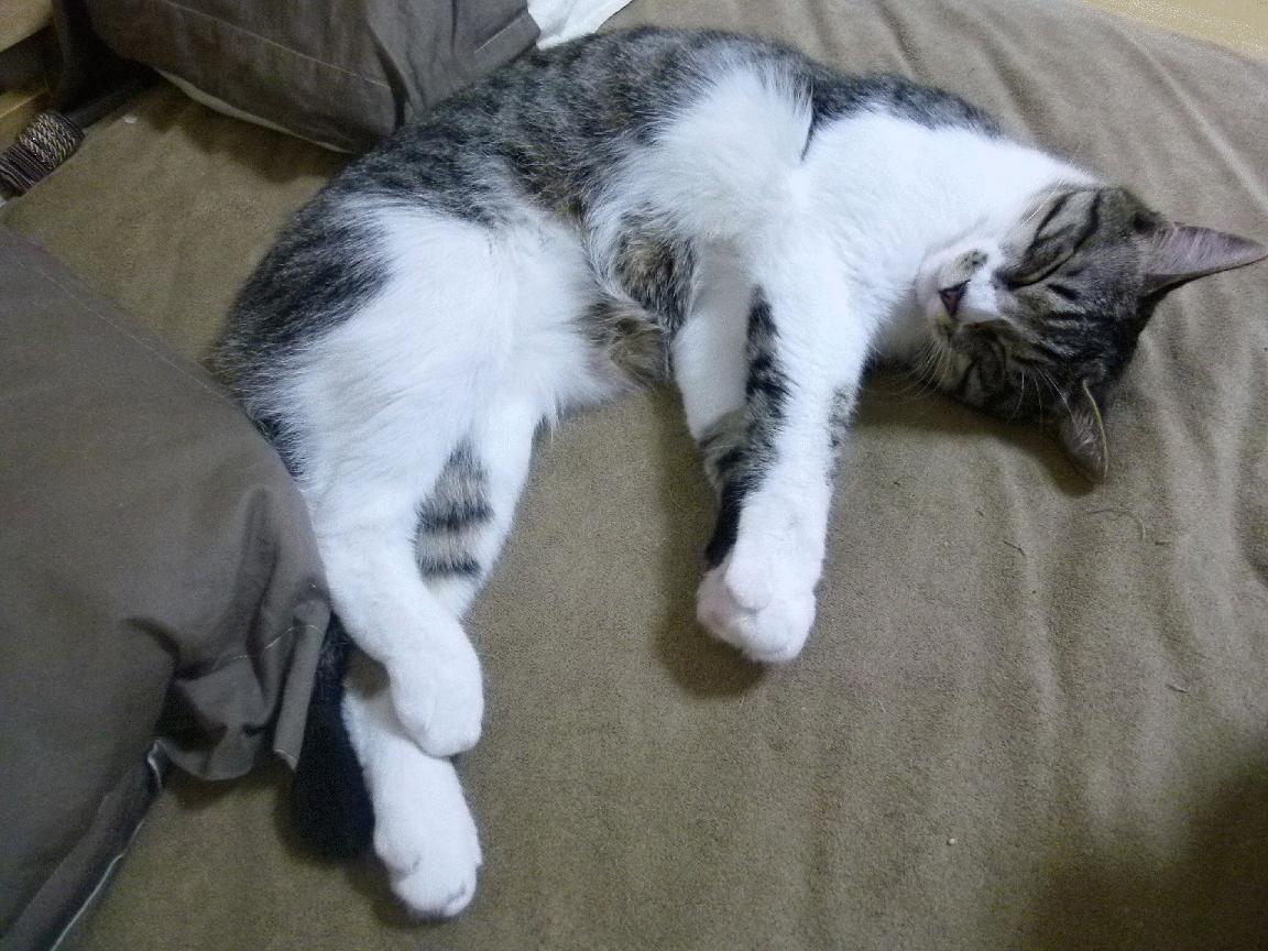 -赛场风云：独家报道关键比赛中的精彩瞬间，赛场风云变幻