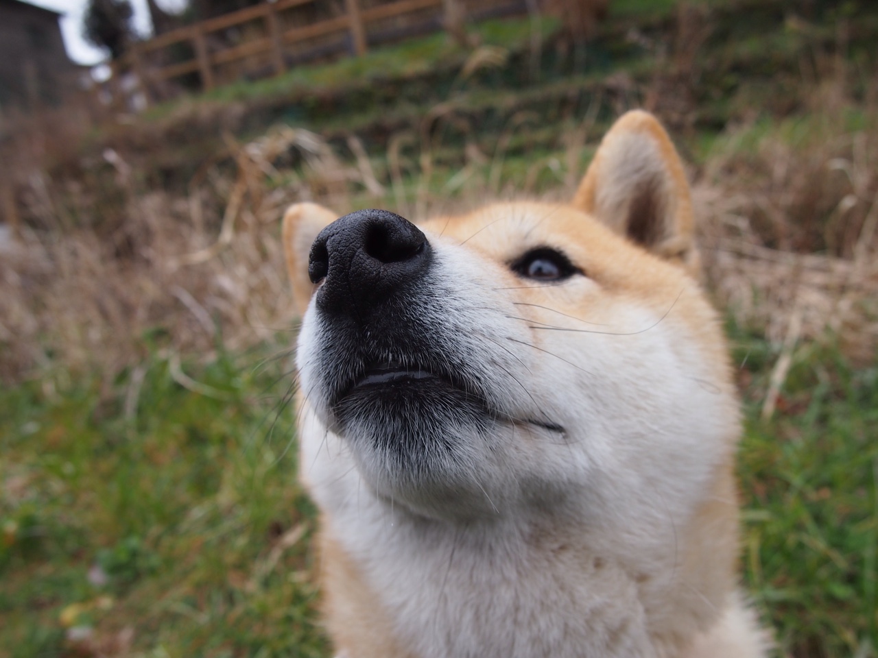 Jiuyou-青少年足球赛事网络直播，扩大影响力共赢行业发展，青少年足球直播平台