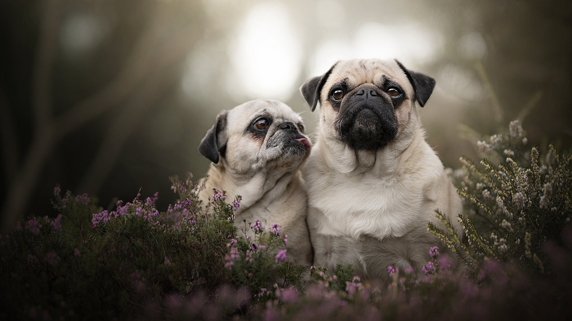 Gen.G赛事奖金再创新高,gp大奖赛