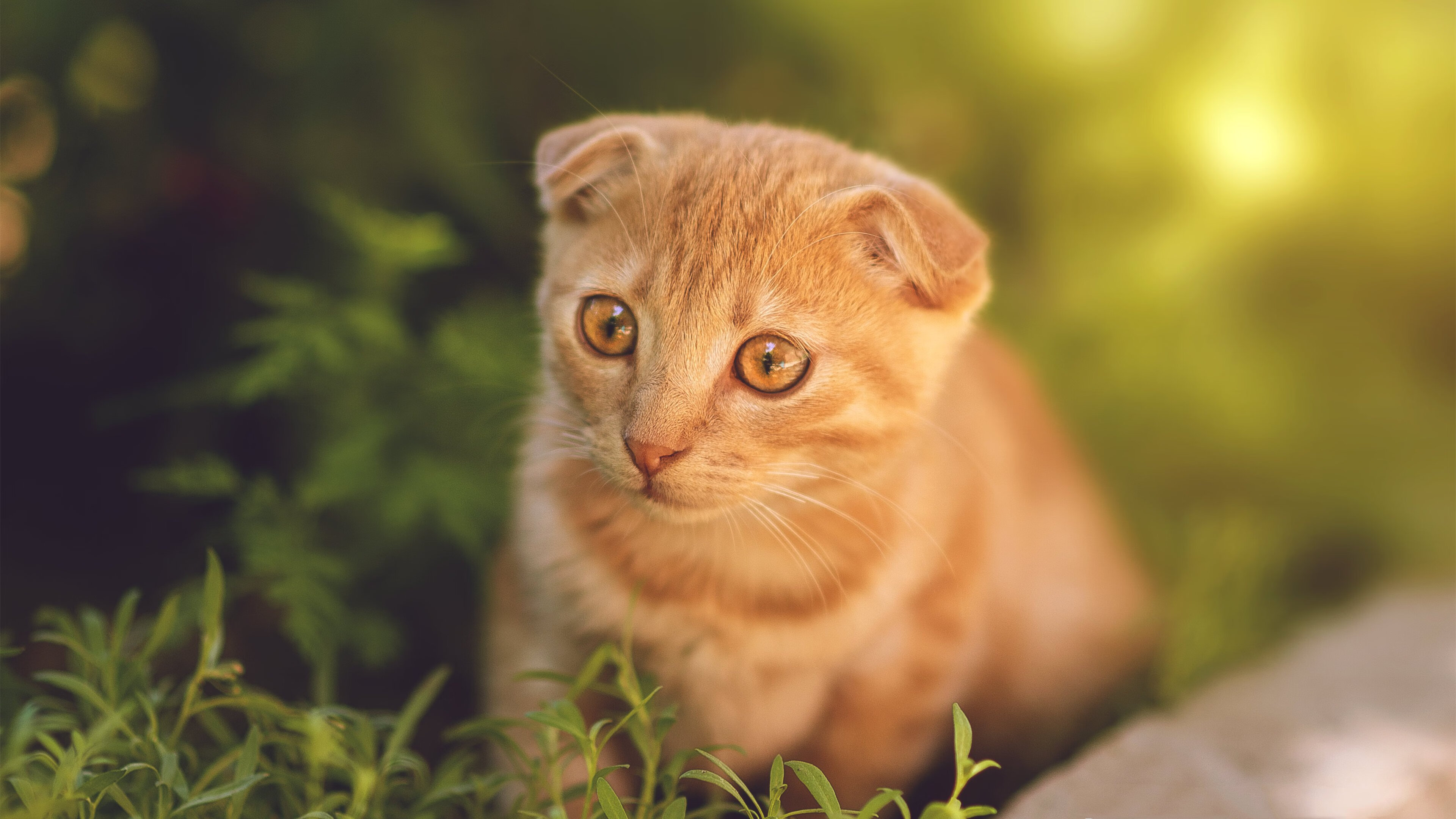 -女足联赛薪资待遇提升，女足联赛薪资待遇提升了吗