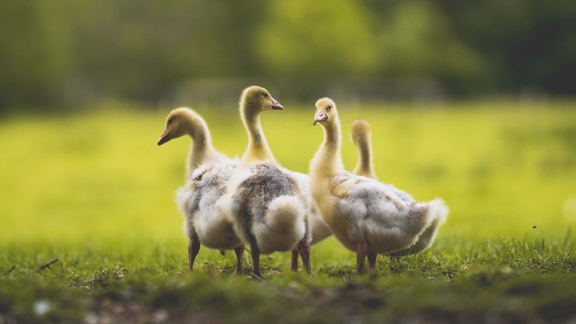 九游官网下载电脑版-富勒姆快速渗透见长，白百合寻求中游突破，富勒姆老板