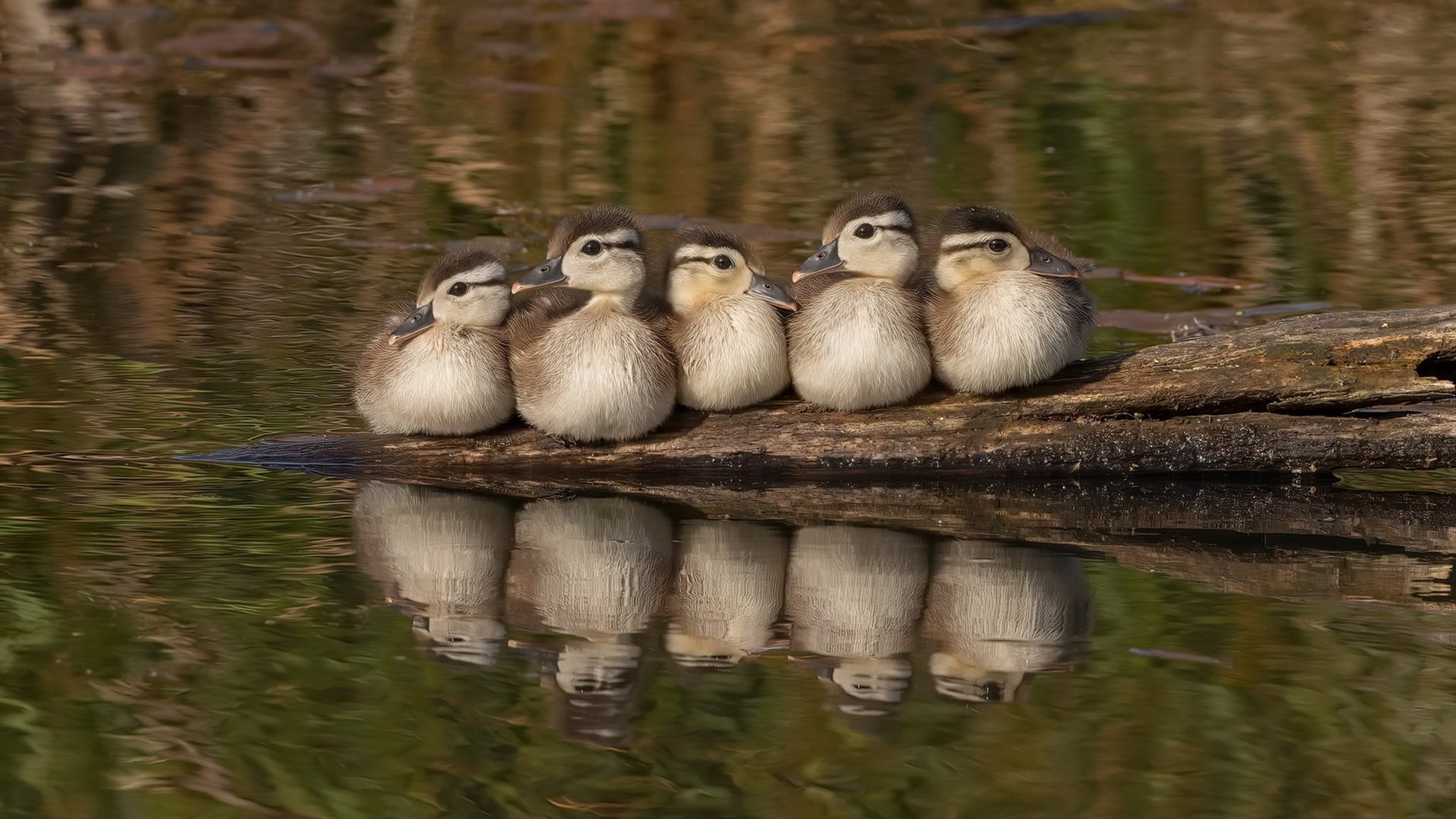巴西马术协会推出马术运动员职业发展规划,促进人才培养。,巴西奥运会马术冠军