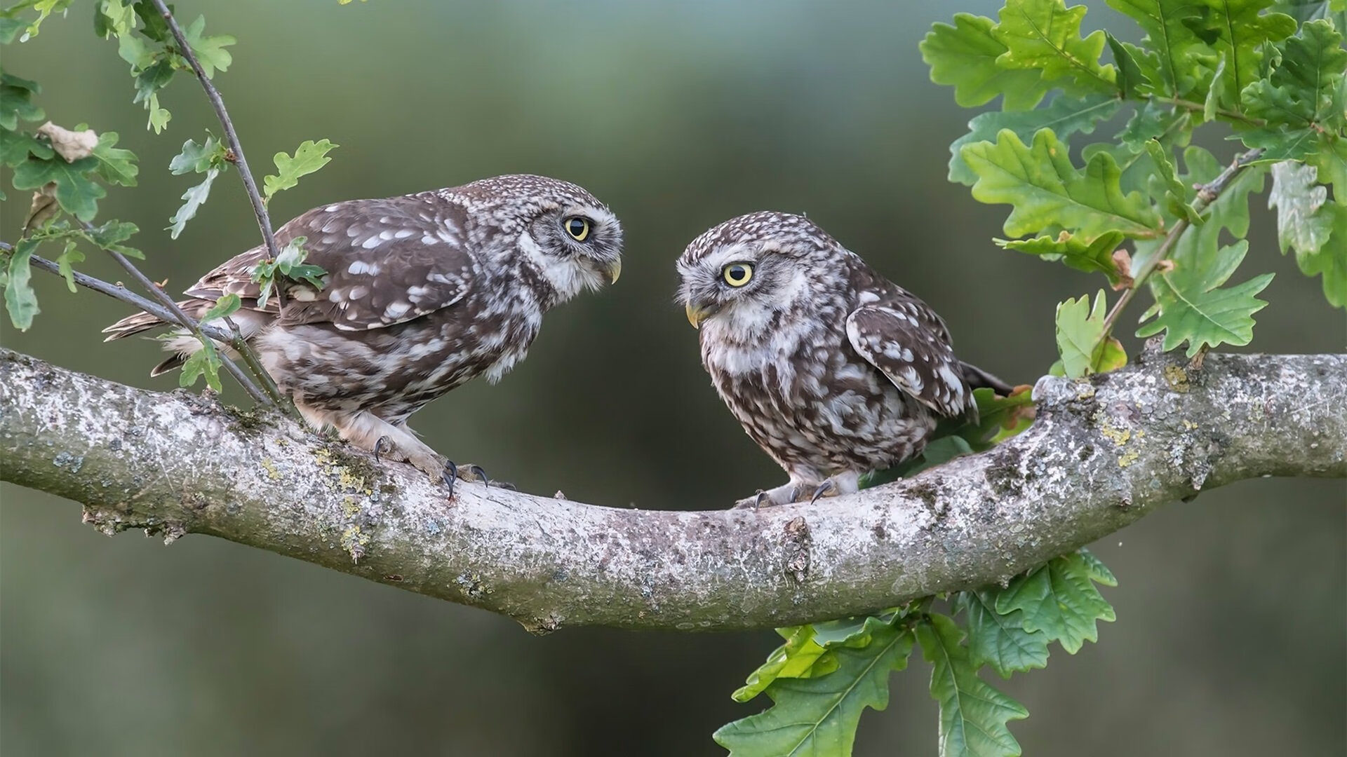 JiuyouAPP下载-战果让球迷振奋，迎来胜利的喜悦，战果让球迷振奋,迎来胜利的喜悦英语