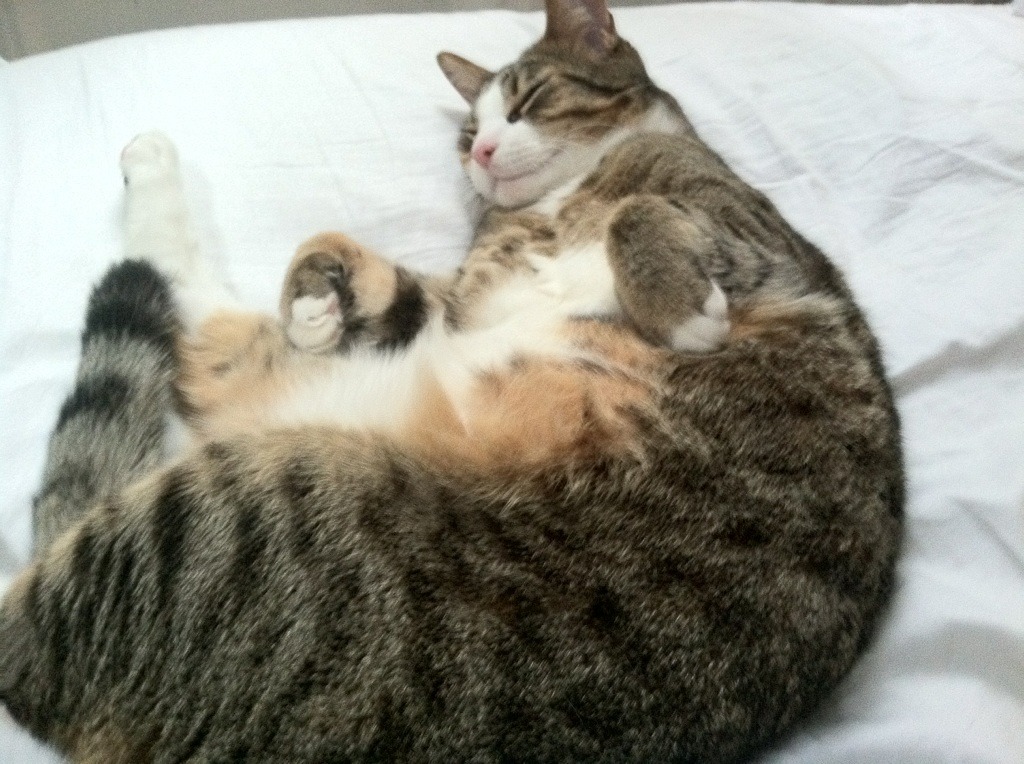 -拜仁慕尼黑主场4-1大胜斯图加特，进攻火力全开，拜仁慕尼黑vs斯图加特视频直播