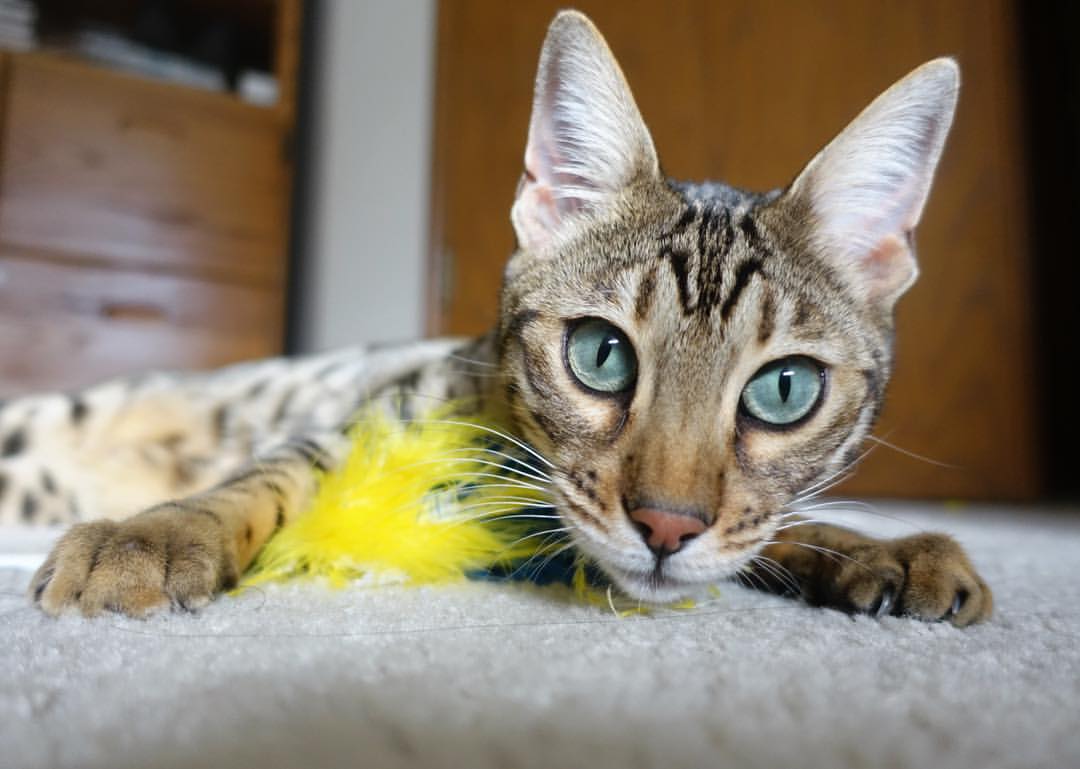 九游娱乐官网 (jiuyou)-拜仁慕尼黑主场大胜多特蒙德取得三连胜，拜仁慕尼黑vs多特蒙德历史