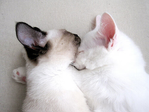 JIUYOU.COM-西班牙篮球联赛观众热情高涨，西班牙篮球联赛观众热情高涨视频