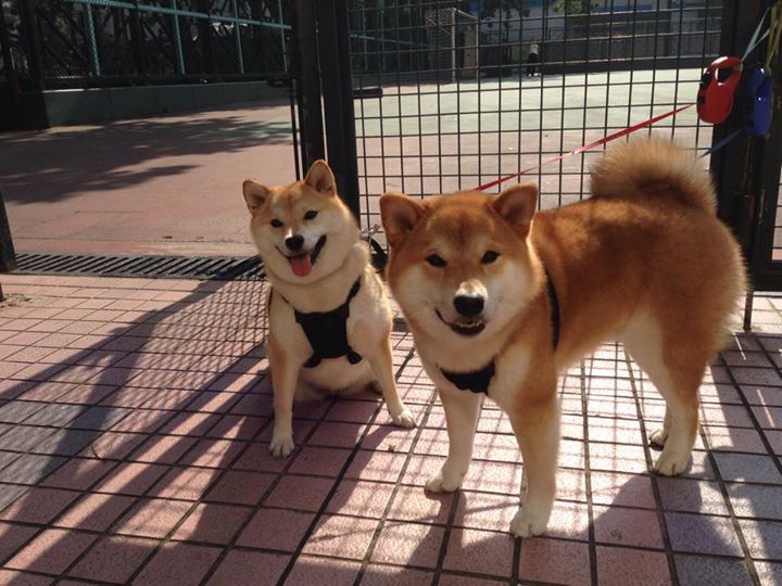 韩国羽毛球队世界排名上升,韩国羽毛球世界冠军