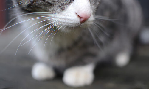 NBA球队战术板智能辅助系统开发,篮球战术板 手机软件