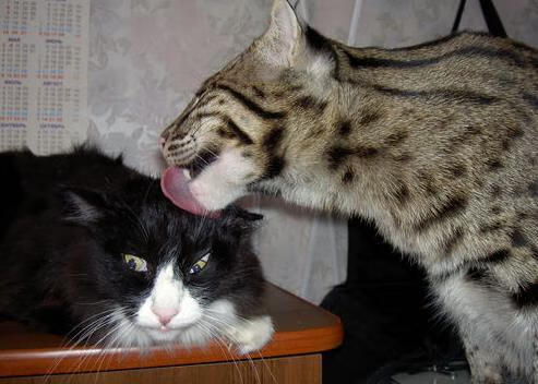 NBA赛季关键球员数据解读,nba赛季球员排名