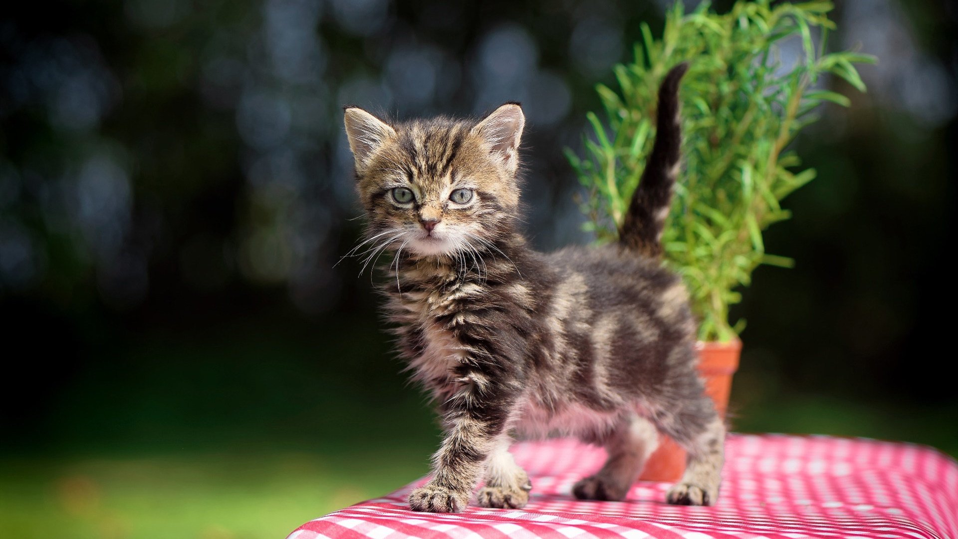 中国足球赛季脚风变化研究,中国足球形势