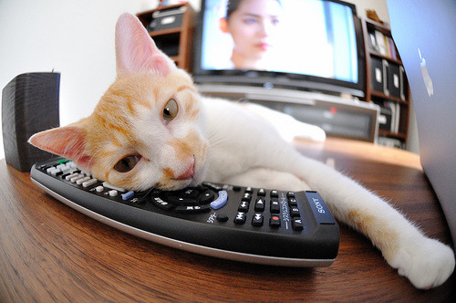 篮球专项体能训练课程体系科学构建,篮球运动专项体能训练的研究