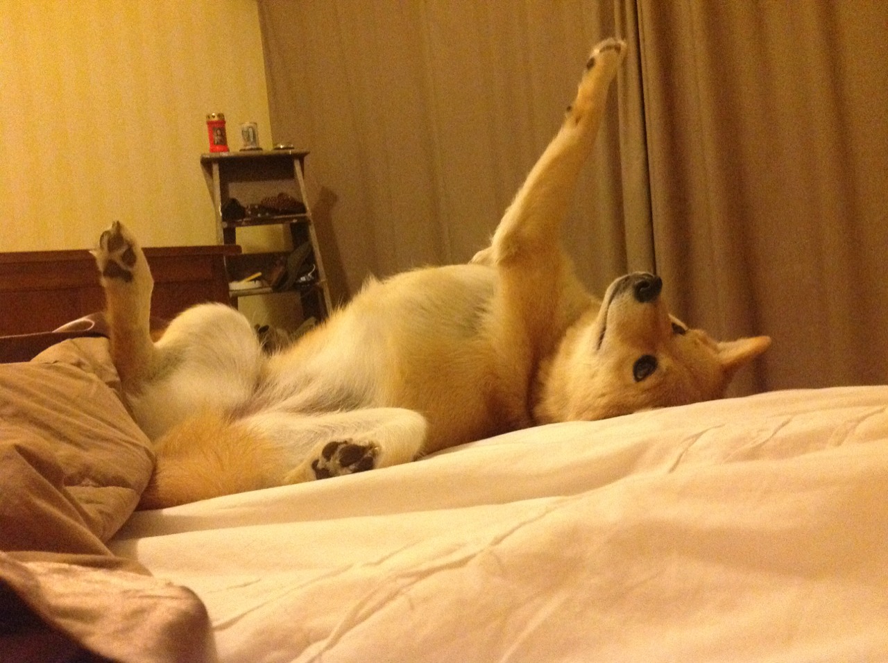 本菲卡边路突破成功率居高,本菲卡阵容最新