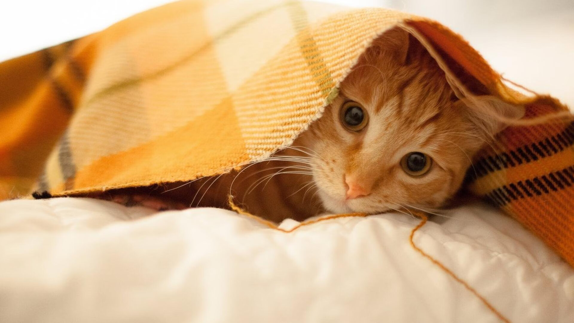 中国足球联赛鼓励基层俱乐部申报青训扶持,足协 青训