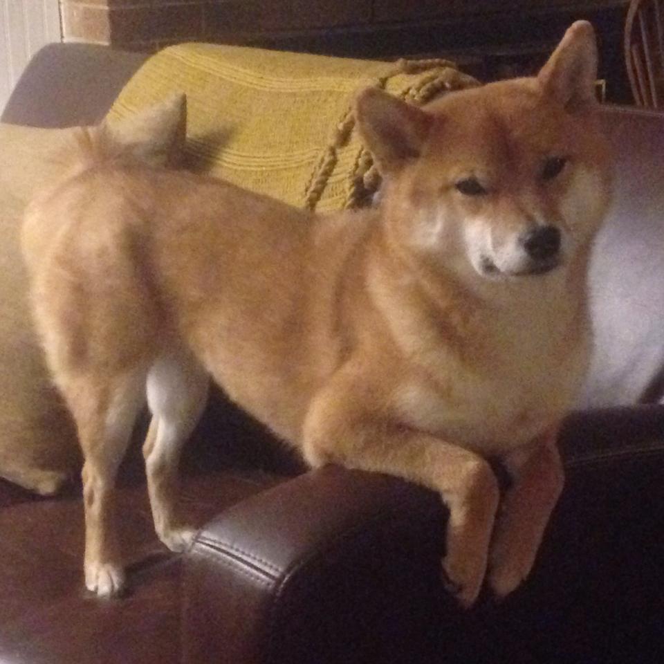 中国足球职业俱乐部赛事运营数字化平台升级,中国足球联赛系统