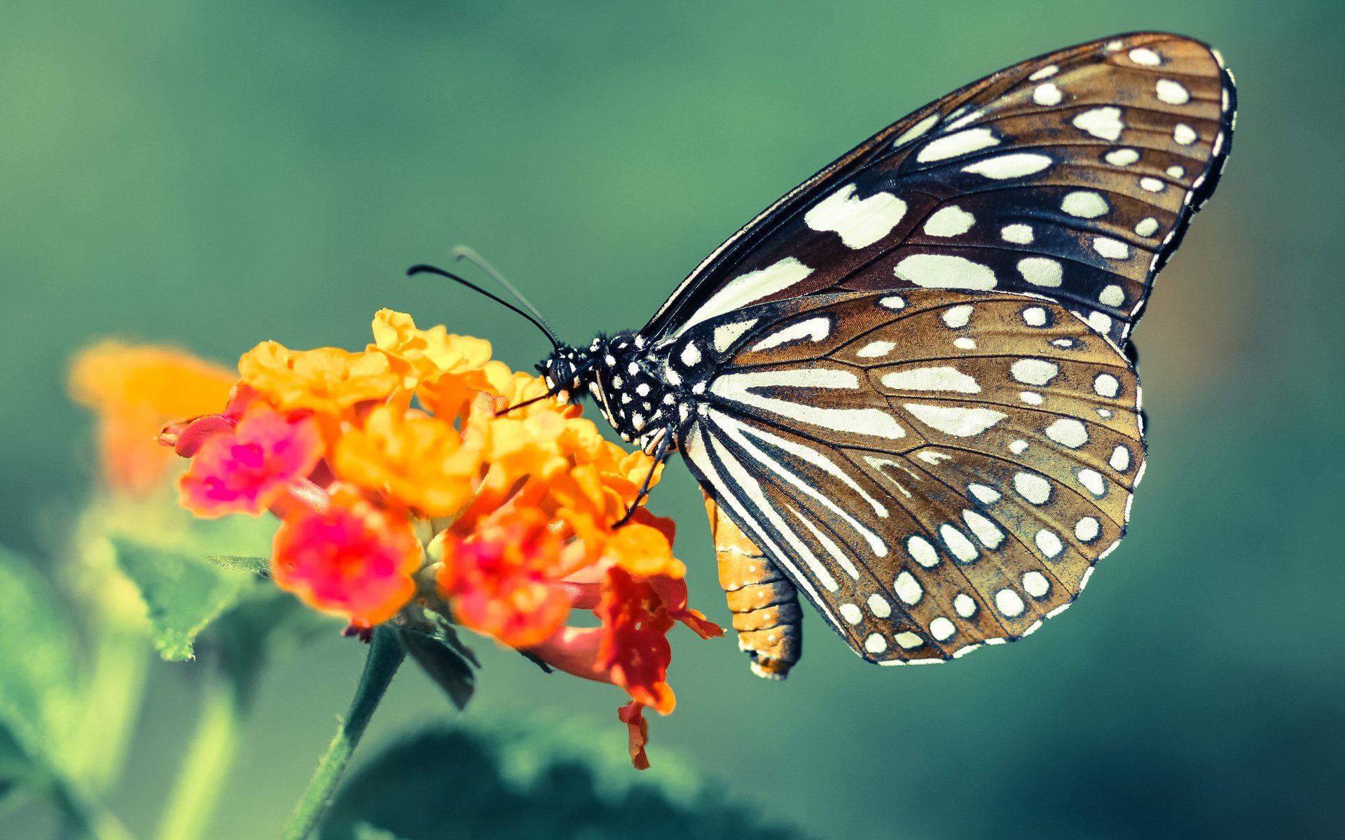 德克斯完美入水彰显顶尖水准，德克斯工具怎么样