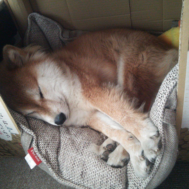 浓眉在关键时刻封盖稳定湖人胜局，曝浓眉不会很快与湖人续约 计划5天后再做决定