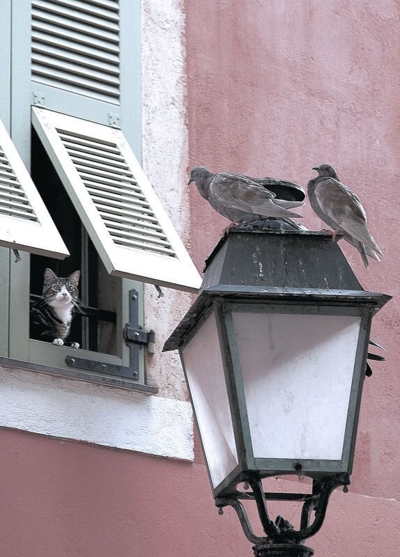 JIUYOU GAMING-职业联赛设立技术流派分析报告推动战术创新，职业联赛的作用