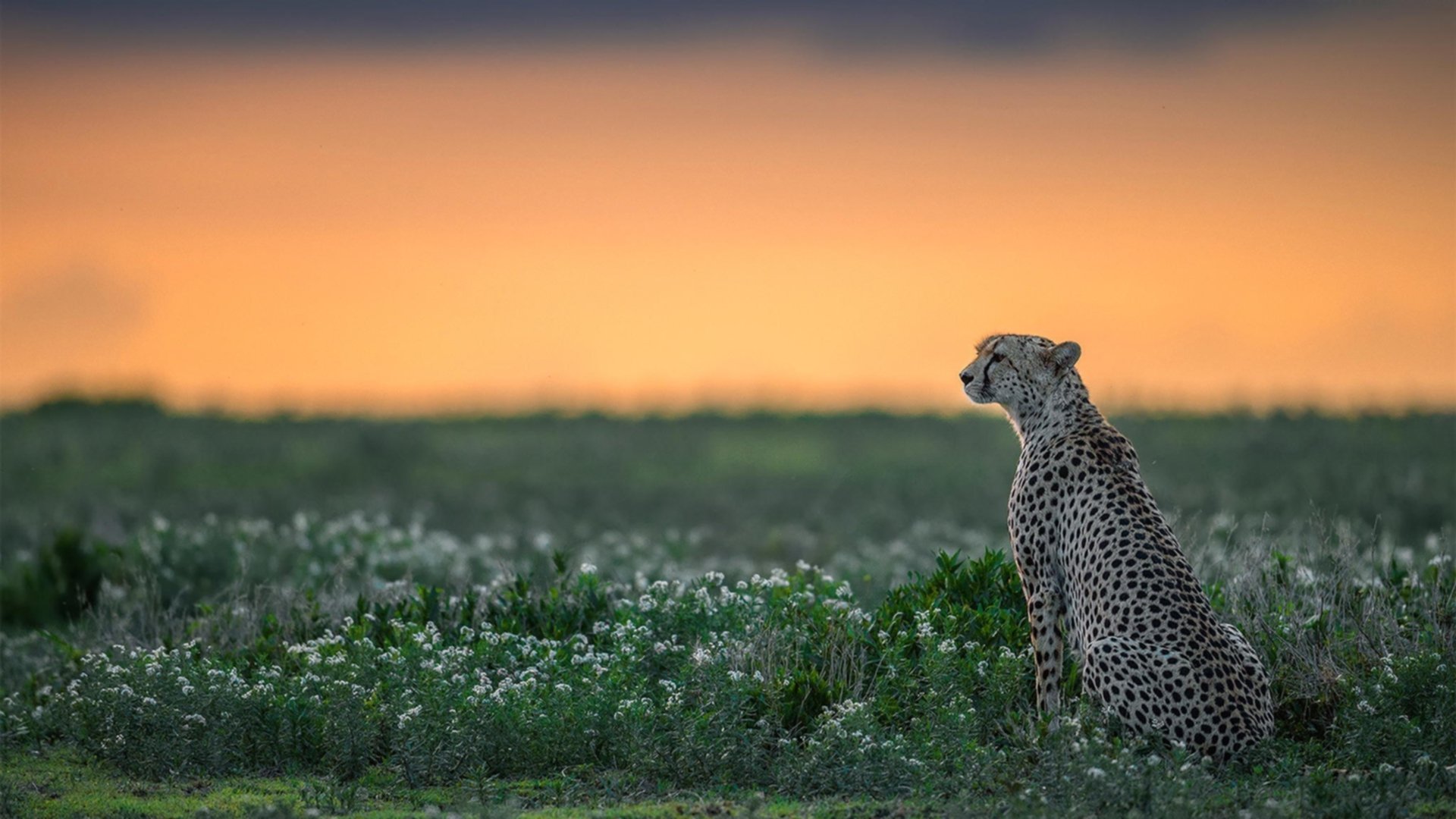 蛙泳新星摩纳哥刷新赛季最佳,摩西蛙泳视频