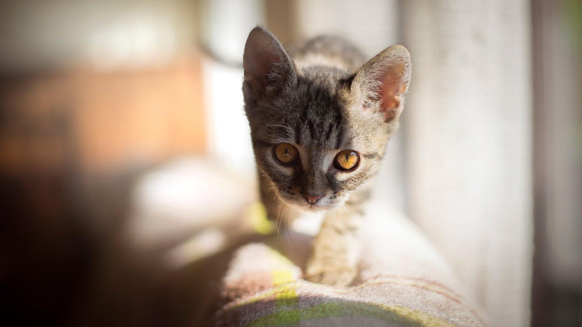 贝宁男篮在非洲预赛中拼搏，争取奥运席位，非洲贝宁回国