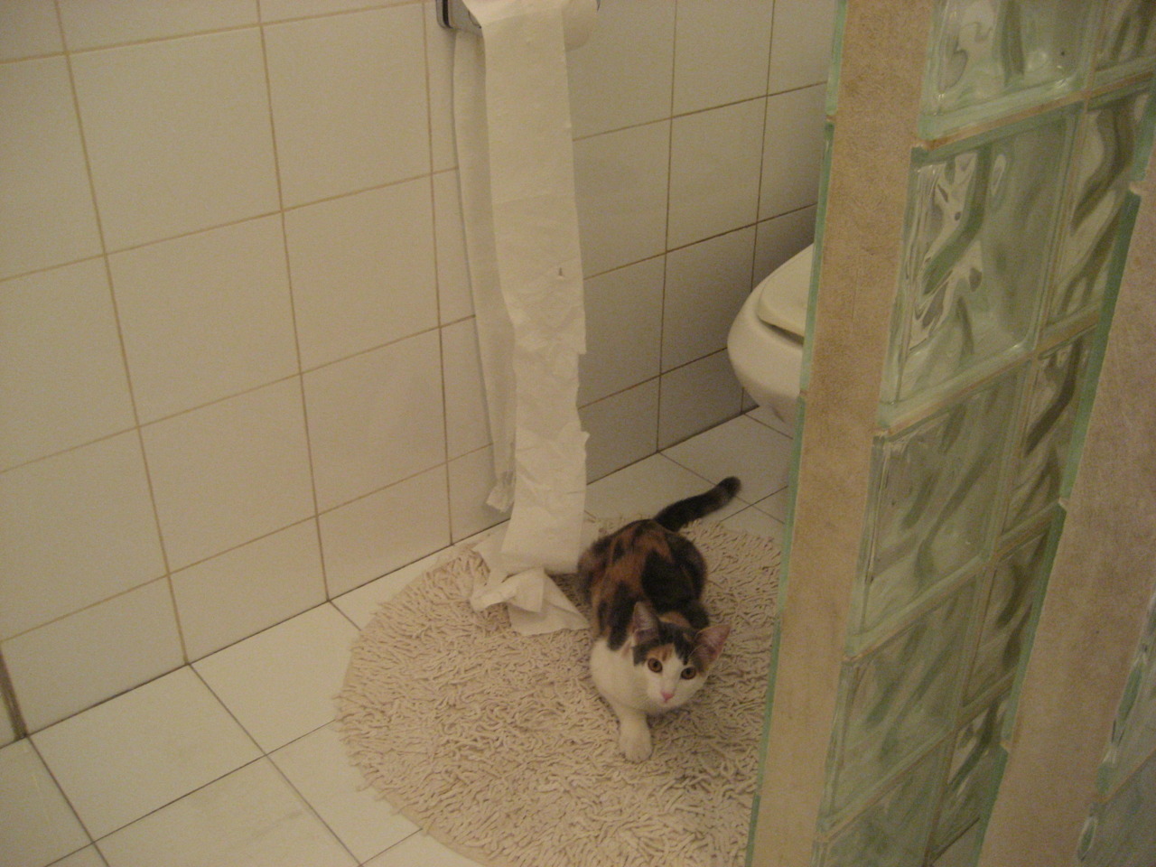 跳水赛场波兰展现高难动作实力，波兰跳水队